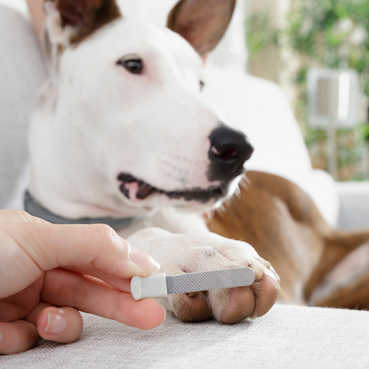 Nagelknipser für Hunde (Haustiere) mit LED-Licht von Clipet InnovaGoods