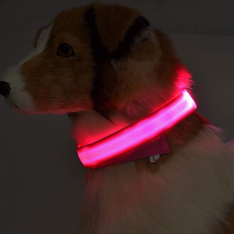 LED Hundehalsband – Sichtbarkeit & Sicherheit bei Nacht
