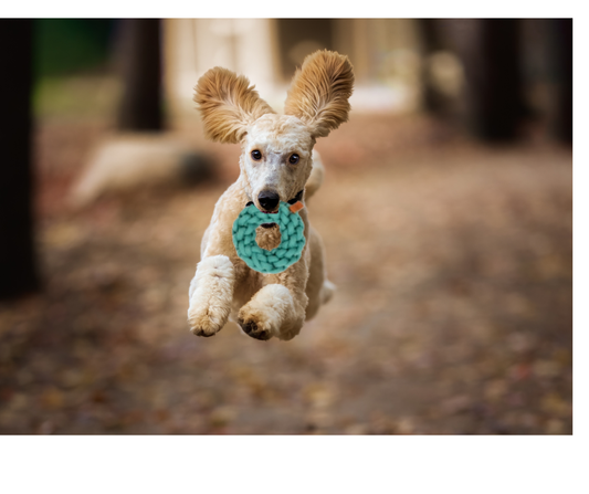 D&D Hundespielring – Geflochtener Kau - und Zerrring für Hunde Größe 13x13x4,5