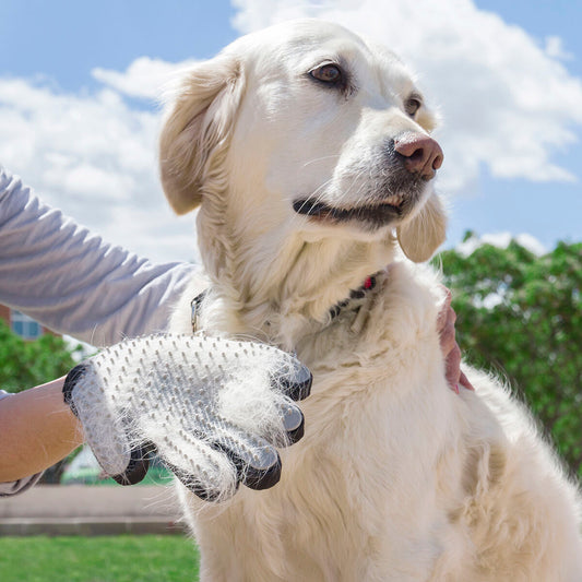 Hunde Bürste- und Massage Handschuh Relpet von InnovaGoods
